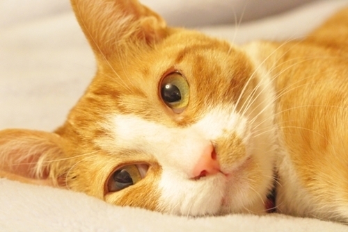 nekocat.jpg